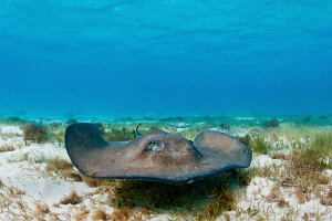 Southern Stingray (natural light image) by Paul Colley 